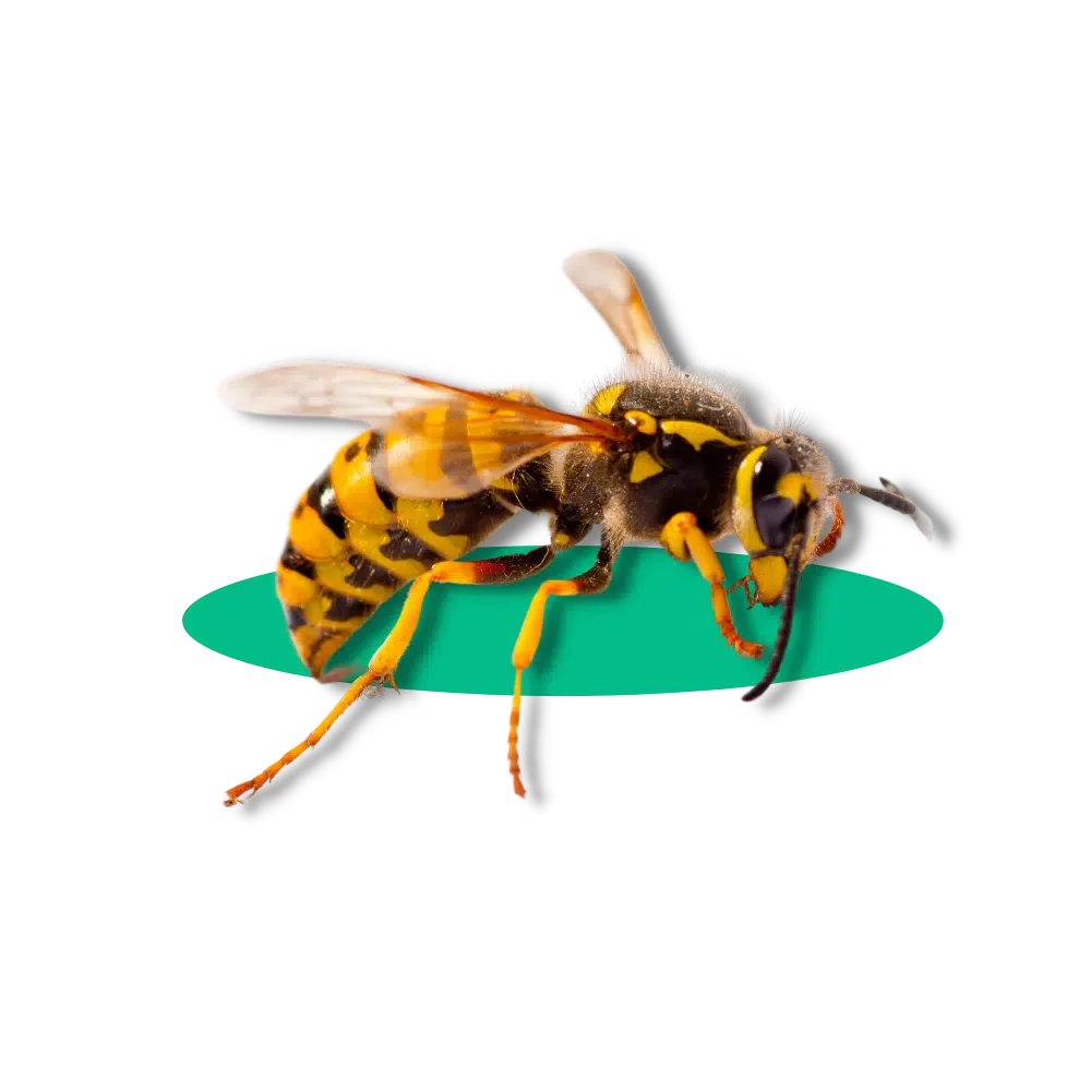 Disinfestazione Vespe Modena