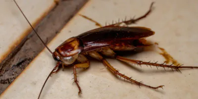 Disinfestazione Blatte e scarafaggi Modena