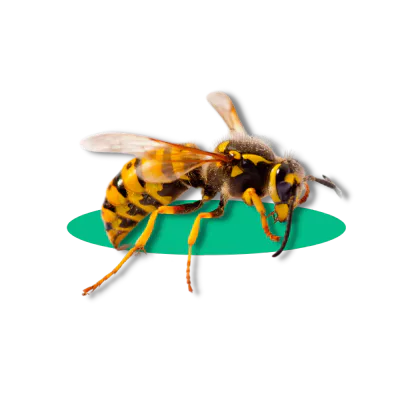Disinfestazione Vespe Modena