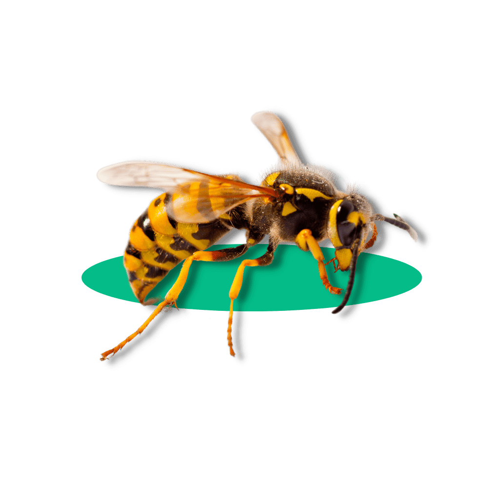Disinfestazione Vespe Modena