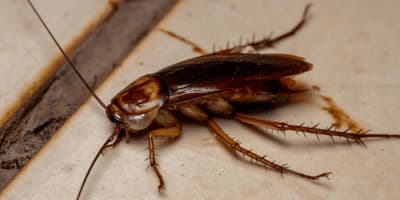 Disinfestazione Blatte e scarafaggi Modena