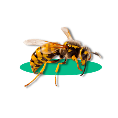 Disinfestazione Vespe Modena