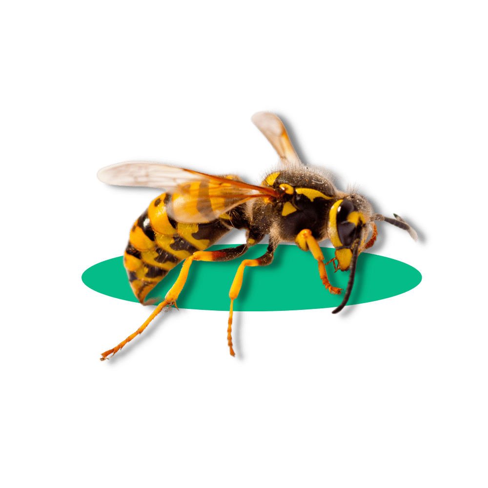 Disinfestazione Vespe Modena